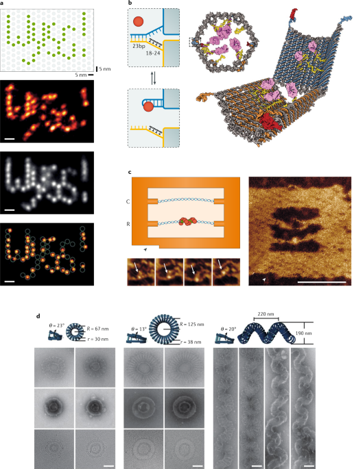 DNA elasticity biases HIV integration in nucleosomes. a Model for tDNA