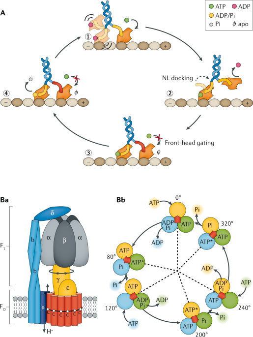 DNA elasticity biases HIV integration in nucleosomes. a Model for tDNA