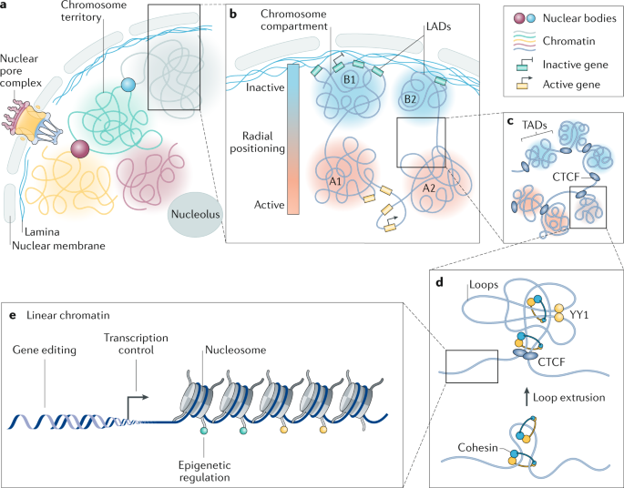 engineering 3d genome organization