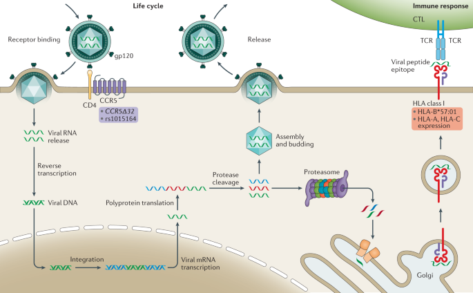 Phylogenetic Approach Reveals That Virus Genotype Largely Determines HIV  Set-Point Viral Load