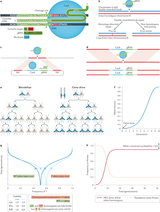 Illustration showing genetic diversity in meiosis in the year 2022