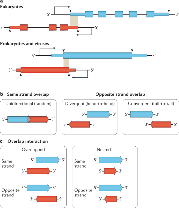 Overlapping genes in natural and engineered genomes | Nature 