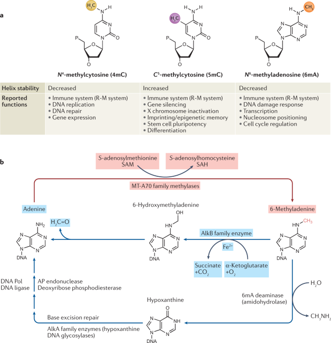 Means, mechanisms and consequences of adenine methylation in DNA | Nature  Reviews Genetics