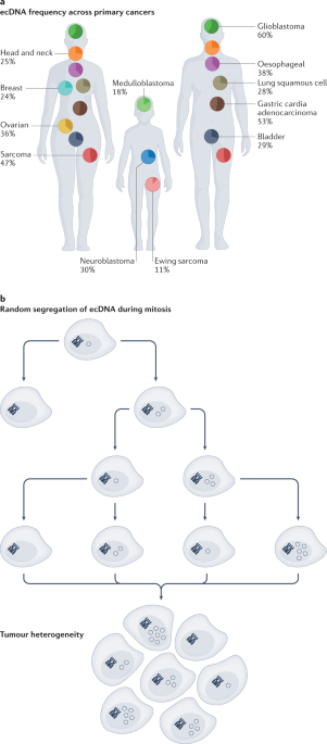 Extrachromosomal DNA amplifications in cancer