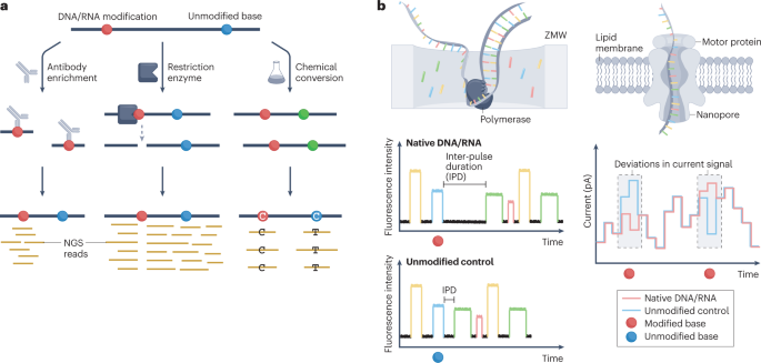 Disease Diagnosis Based on Nucleic Acid Modifications