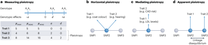 Pleiotropy epistasis