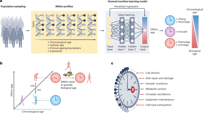 Epigenetic ageing clocks: statistical methods and emerging 