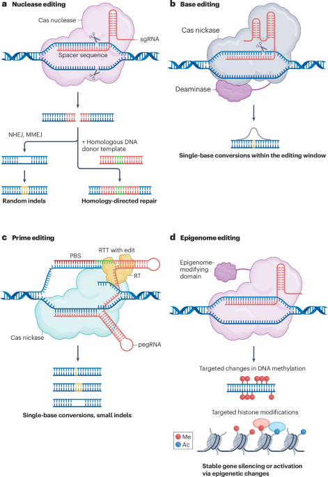 Využití umělé inteligence ke zlepšení technologií úpravy genomu založených na CRISPR