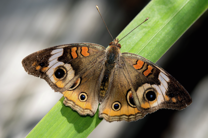 More than meets the eye(spot): evolution through co-option of developmental programmes