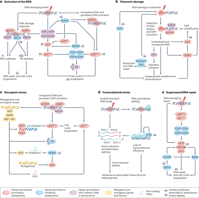 Genomic, epigenomic and transcriptomic regulation of cellular senescence - Nature