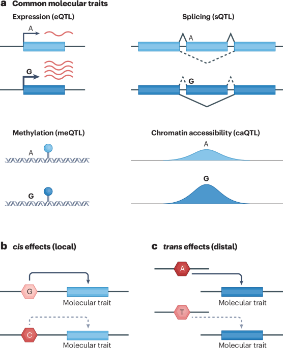 Machine learning and statistical methods for molecular quantitative trait loci