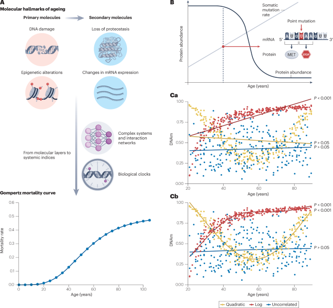 Embracing non-linearity in human ageing