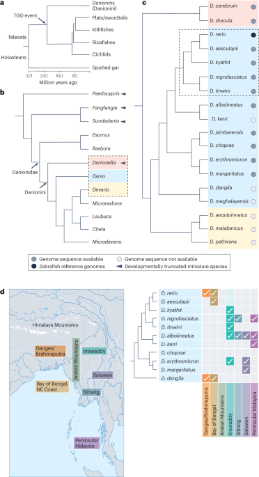 Zebrafish relatives as models for functional comparative genetics and genomics - Nature Reviews Genetics