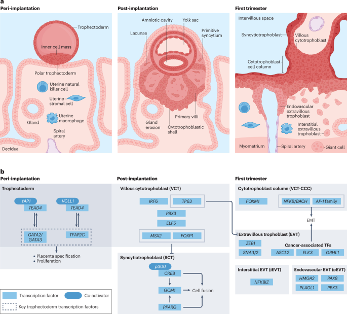 Single-cell mapping reveals early human placenta and decidua dynamics