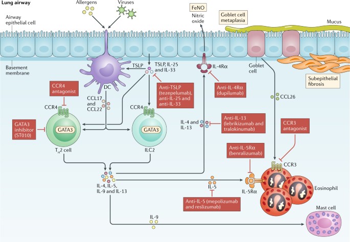 Targeting Cytokines To Treat Asthma And Chronic Obstructive Pulmonary Disease Nature Reviews Immunology