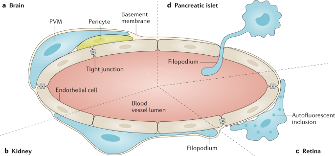 Perivascular Macrophages In Health And Disease Nature Reviews Immunology