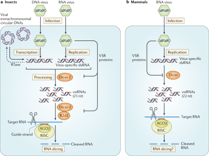 Small Rna Based Antimicrobial Immunity Nature Reviews Immunology Small Rna Based Antimicrobial Immunity Nature Reviews Immunology