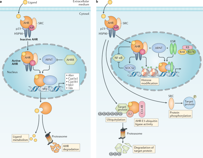 The Aryl Hydrocarbon Receptor An Environmental Sensor - 