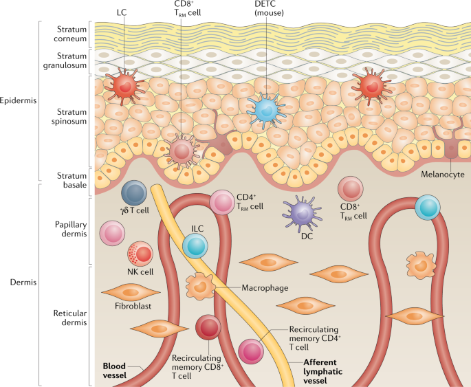 T cells and the skin: from protective immunity to inflammatory skin  disorders | Nature Reviews Immunology