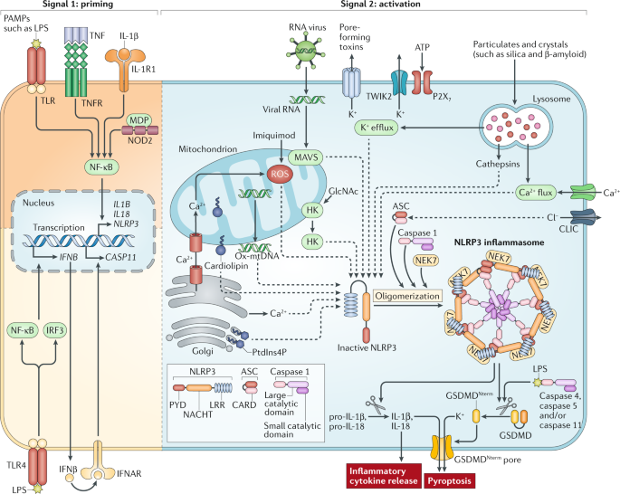 The nlrp3 inflammasome: molecular activation and regulation to therapeutics