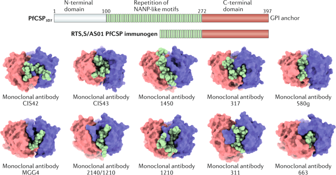 Antibodies Against Plasmodium Falciparum Malaria At The Molecular Level Nature Reviews Immunology