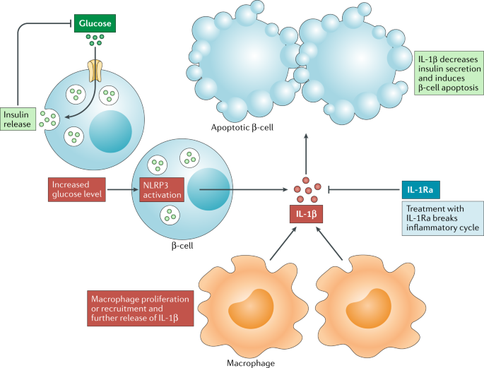 Targeting innate immune mediators in type 1 and type 2 ...