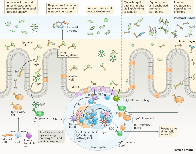 Rethinking Mucosal Antibody Responses Igm Igg And Igd Join Iga Nature Reviews Immunology