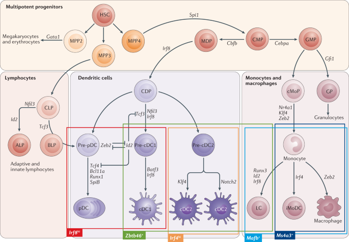 Genetic Models Of Human And Mouse Dendritic Cell Development And Function Nature Reviews Immunology
