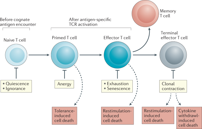 Rethinking Peripheral T Cell Tolerance Checkpoints Across A T Cell S Journey Nature Reviews Immunology