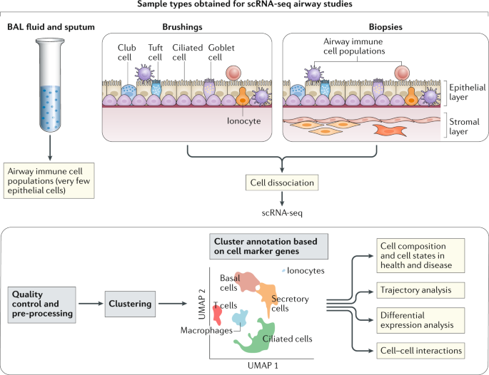 Interaction of Staphylococcus aureus and Host Cells upon Infection of  Bronchial Epithelium during Different Stages of Regeneration