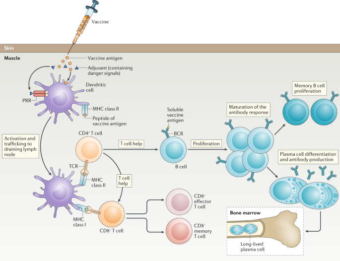 Full article: Intranasal and Intramuscular Immunization with Outer Membrane  Vesicles from Serogroup C Meningococci Induced Functional Antibodies and  Immunologic Memory