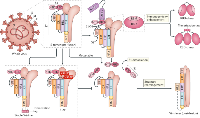 Viral targets for vaccines against COVID-19 | Nature Reviews Immunology