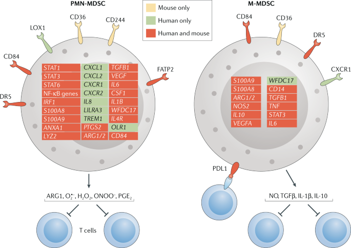 Myeloid-derived suppressor cells in the era of increasing myeloid cell diversity