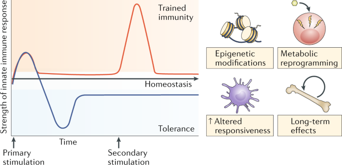 trained immunity and its and disease | Nature Reviews Immunology