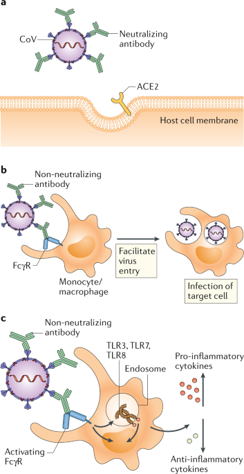 The potential danger of suboptimal antibody responses in COVID-19