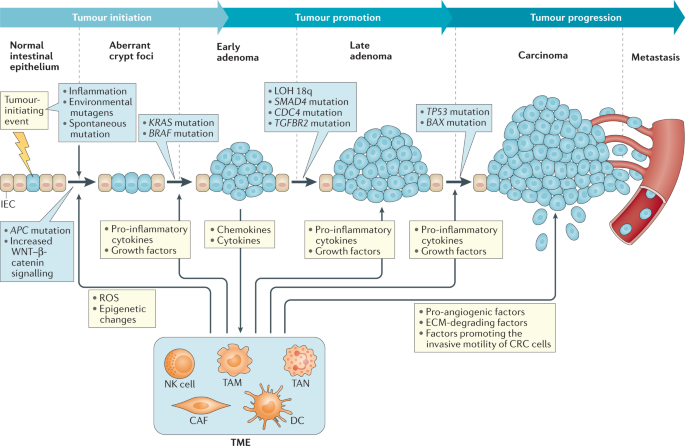 colorectal cancer pathogenesis