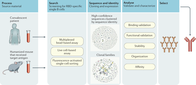 Antibodies and Vaccines as Drugs for COVID-19