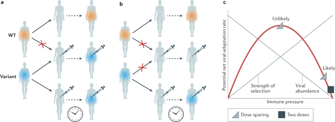Concerns About Sars Cov 2 Evolution Should Not Hold Back Efforts To Expand Vaccination Nature Reviews Immunology