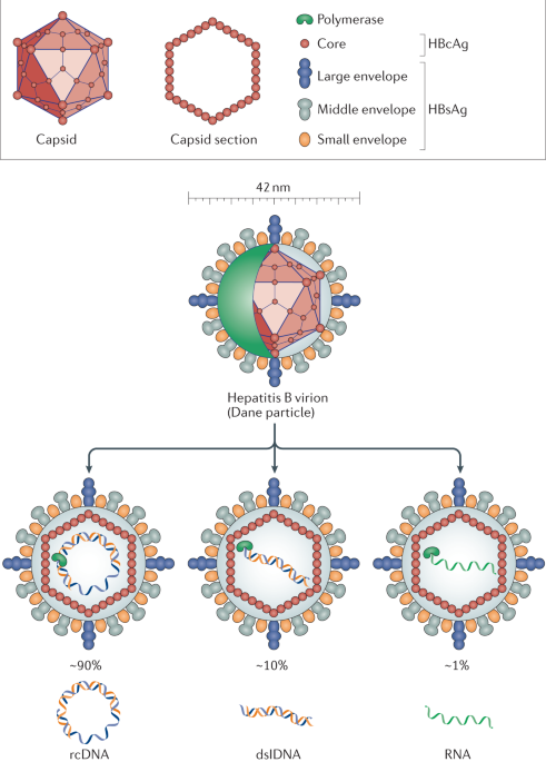 Virus hepatic B (ADN, calitativ)