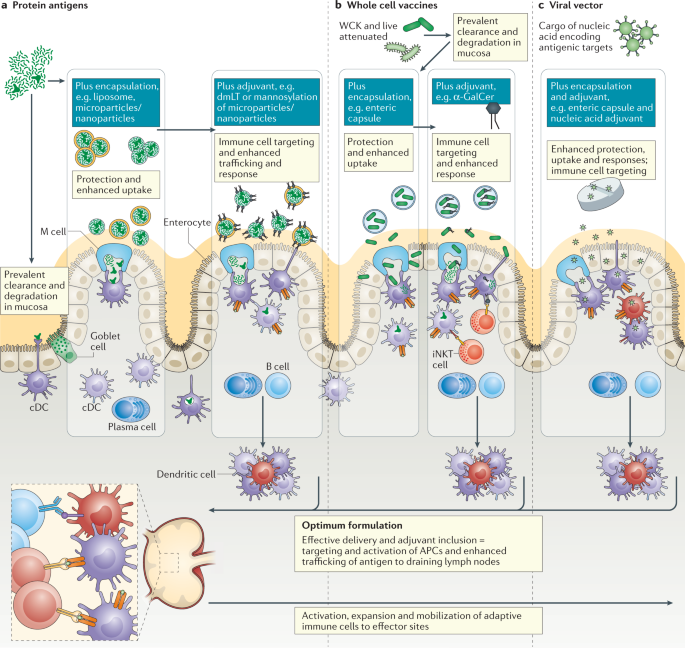 Frontiers  C500 variants conveying complete mucosal immunity
