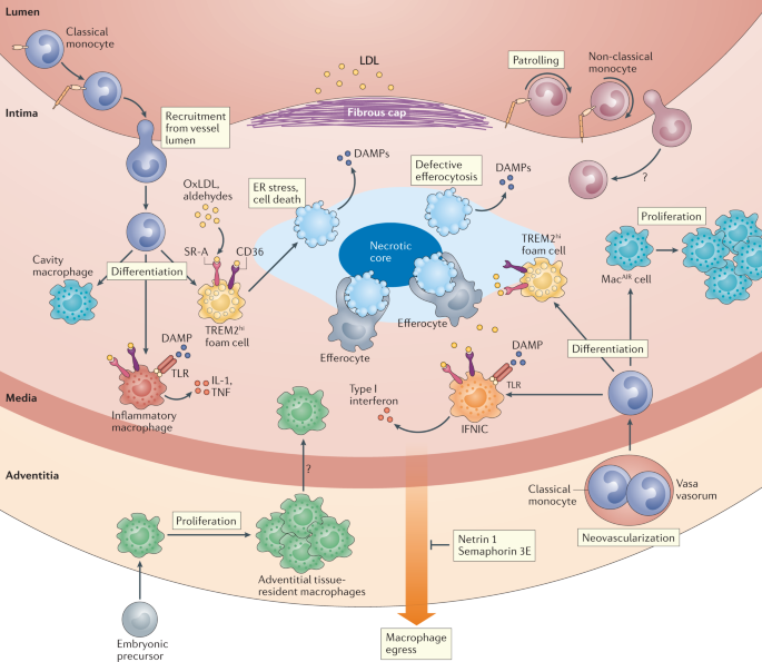 How the immune system shapes atherosclerosis: roles of innate and adaptive immunity | Reviews Immunology