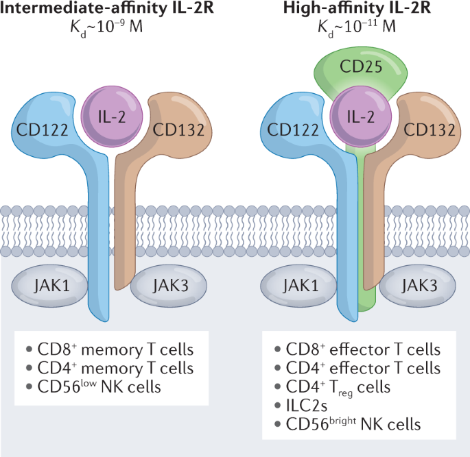 Engineering IL-2 for immunotherapy of autoimmunity and cancer | Nature  Reviews Immunology