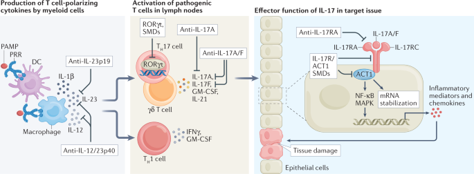 IL-17 and IL-17-producing cells in protection versus pathology - Nature Reviews Immunology