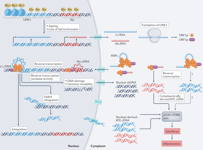 DNA damage and repair in age-related inflammation | Nature Reviews  Immunology