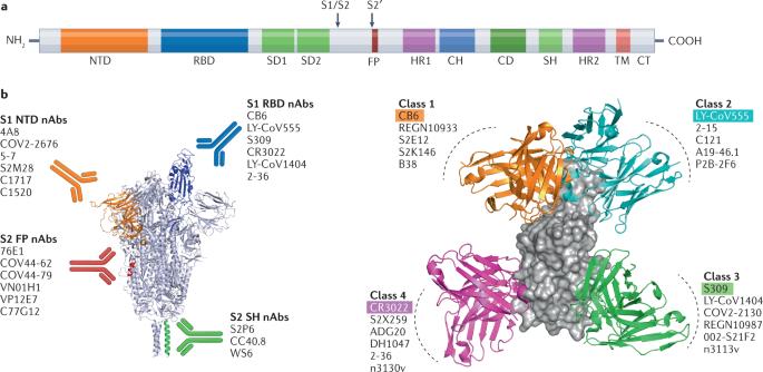 IgG-like bispecific antibodies with potent and synergistic neutralization  against circulating SARS-CoV-2 variants of concern