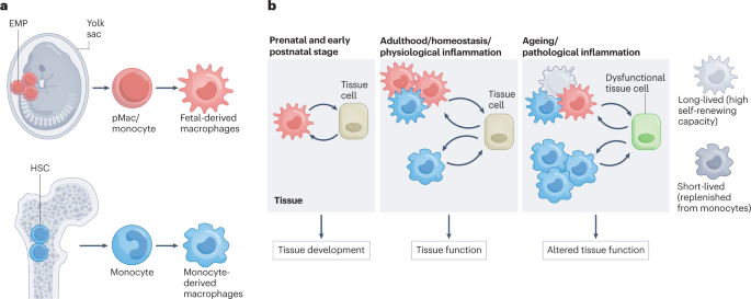 Tissue-specific macrophages: how they develop and choreograph 