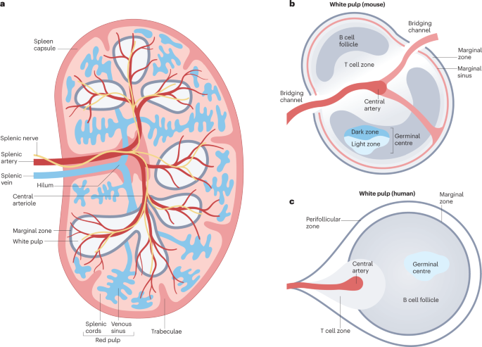 Spleen: Function, Location & Problems