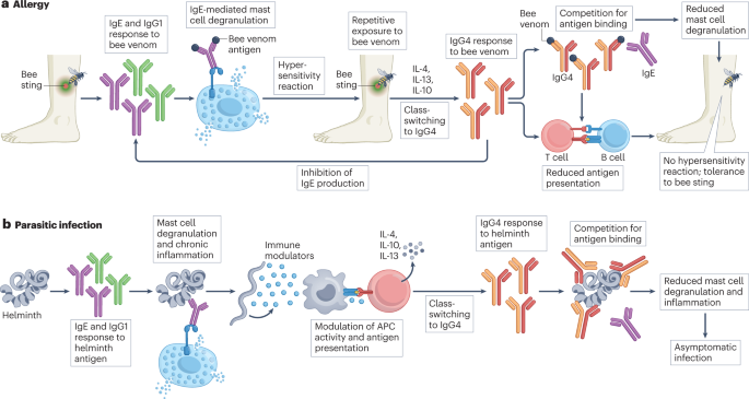 Altered Fc galactosylation in IgG4 is a potential serum marker for