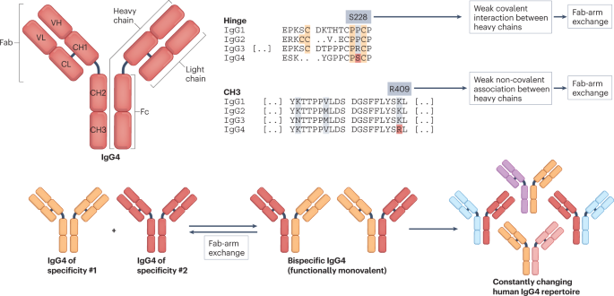 Altered Fc galactosylation in IgG4 is a potential serum marker for