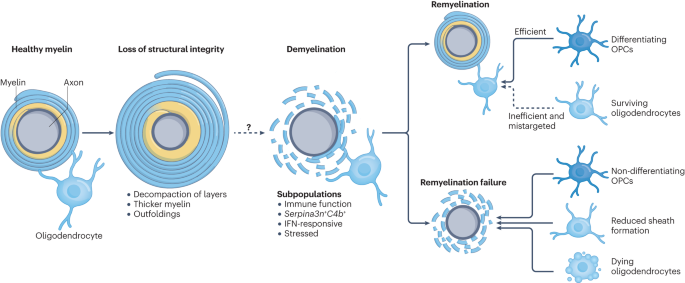 Microglia regulation of central nervous system myelin health and regeneration - Nature Reviews Immunology